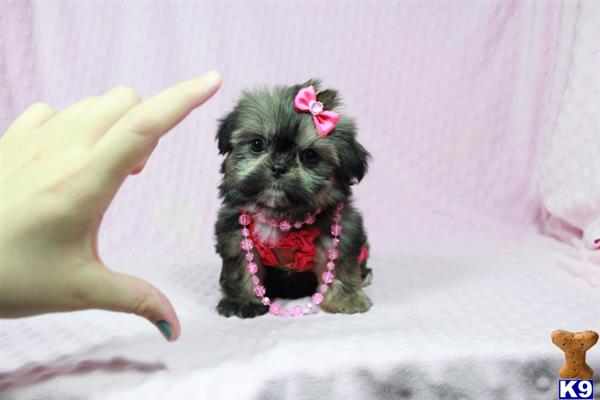 lvpuppyheaven Picture 1